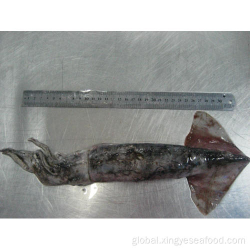 Frozen Ommastrephes Bartrami Frozen North Pacific Squid Whole Round 500-1000g Supplier